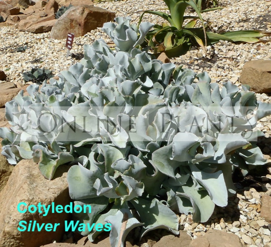 silver waves succulent Cotyledon Silver Waves for Sale