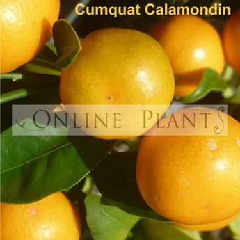 calamondin best fruit trees brisbane Citrus tree Cumquat Calamondin for Sale