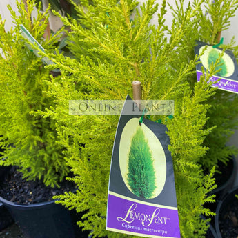 Cupressus Macrocarpa, Lemon Aroma