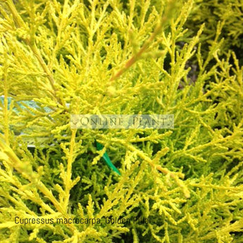 Cupressus macrocarpa, Golden Pillar