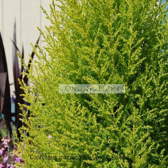 Cupressus macrocarpa, Golden Pillar
