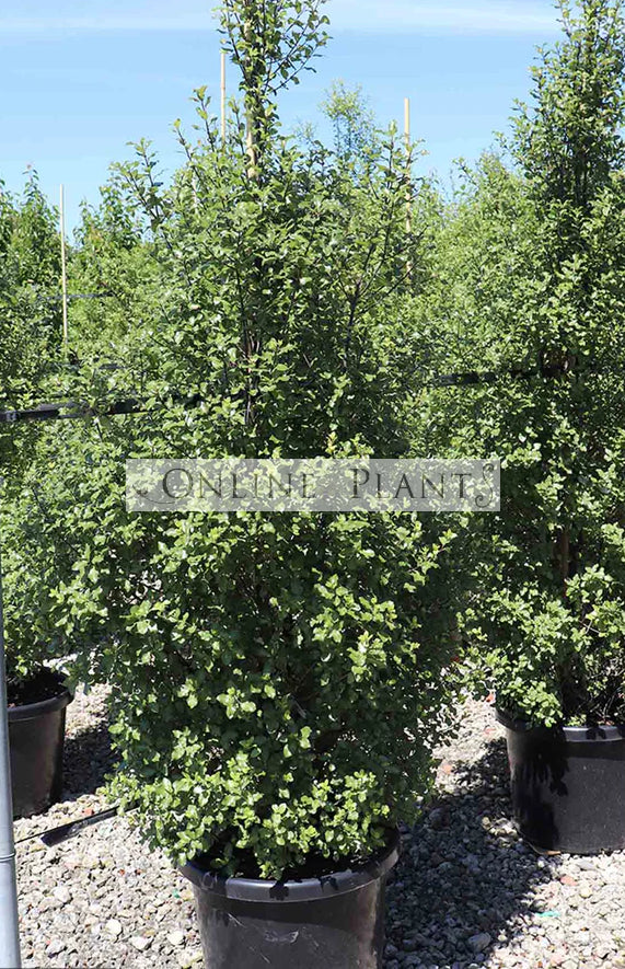 Pittosporum Tenuifolium Screen Master For Sale - Online Plants Australia