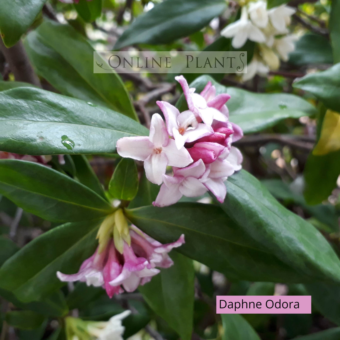 Ax Flower Daphne Odora | Online Plants Melbourne, Australia