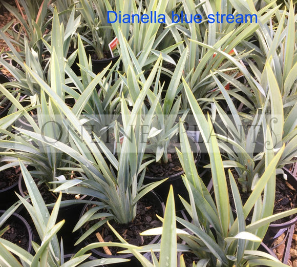 Dianella Blue Stream for Sale | Online Plants Australia