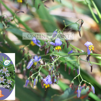 Dianella revoluta Petite Marie