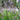 Dianella revoluta Petite Marie