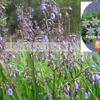 Dianella revoluta Petite Marie