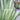 Dietes iridioides White Tiger