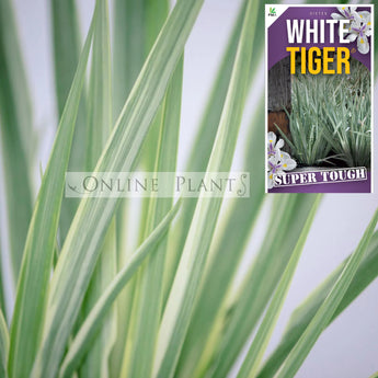 Dietes iridioides White Tiger