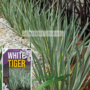 Dietes iridioides White Tiger