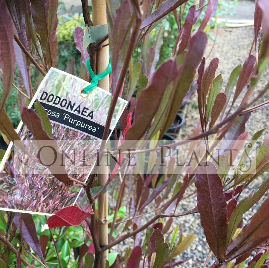 Dodonea Hop Bush for Sale | Online Plants Australia
