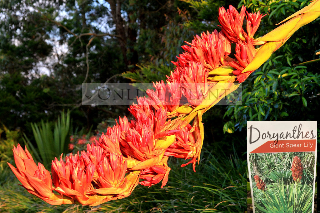spear lily flower Doryanthes palmeri Giant Spear Lily