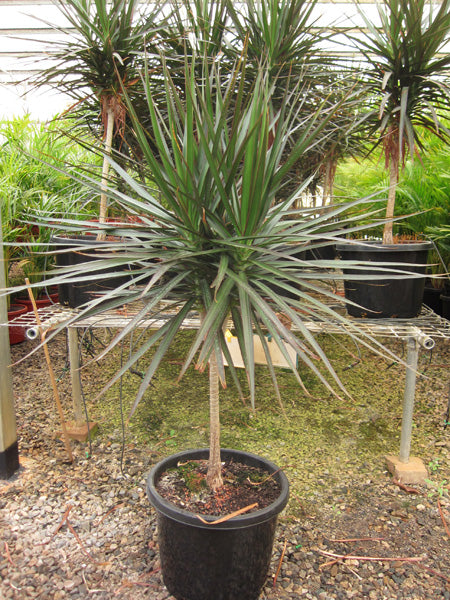 dracaena black knight plant Dracaena Marginata Black Knight for Sale