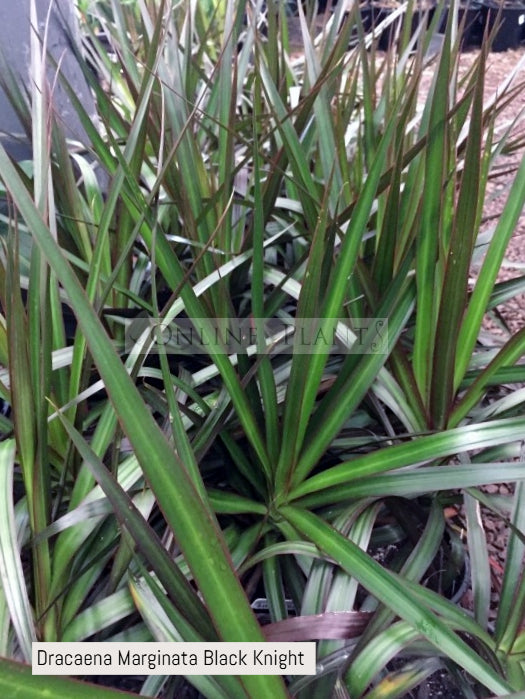 dracaena marginata black knight Dracaena Marginata Black Knight for Sale