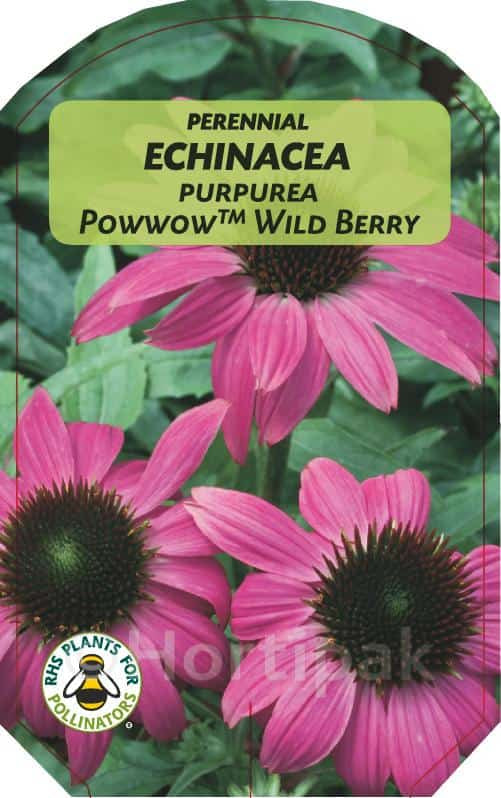 echinacea pow wow wild berry seeds Echinacea Purpurea PowWow Wild Berry