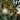Eucalyptus Maculata Spotted Gum