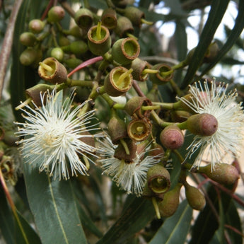 Eucalyptus Maculata Spotted Gum