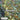 Eucalyptus Macrandra Long-Flowered Marlock