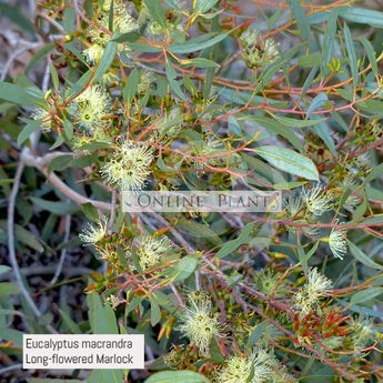 Eucalyptus Macrandra Long-Flowered Marlock