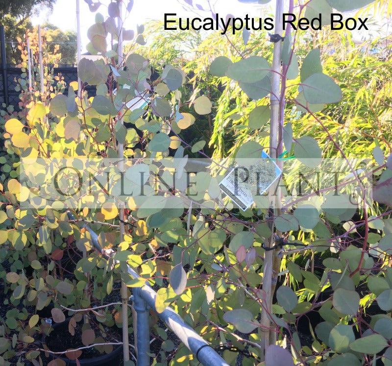 Eucalyptus Polyanthemos Red Box | Online Plants Australia
