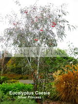 Eucalyptus Caesia Silver Princess For Sale | Online Plants Australia