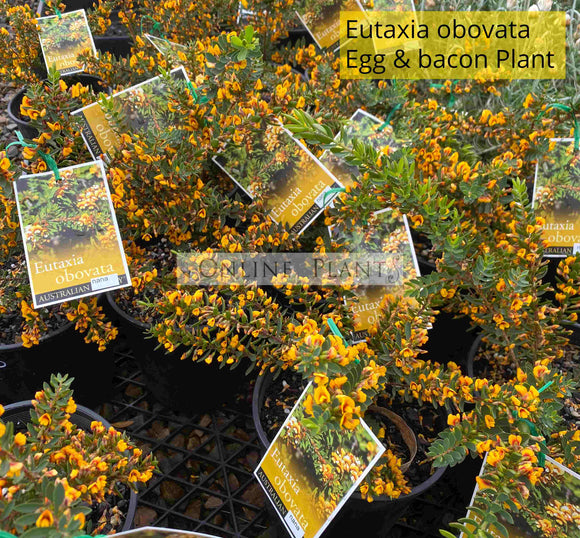 Eutaxia Obovata Egg and Bacon Plant for sale Online Plants Australia