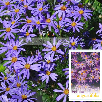 Felicia angustifolia Wild Aster