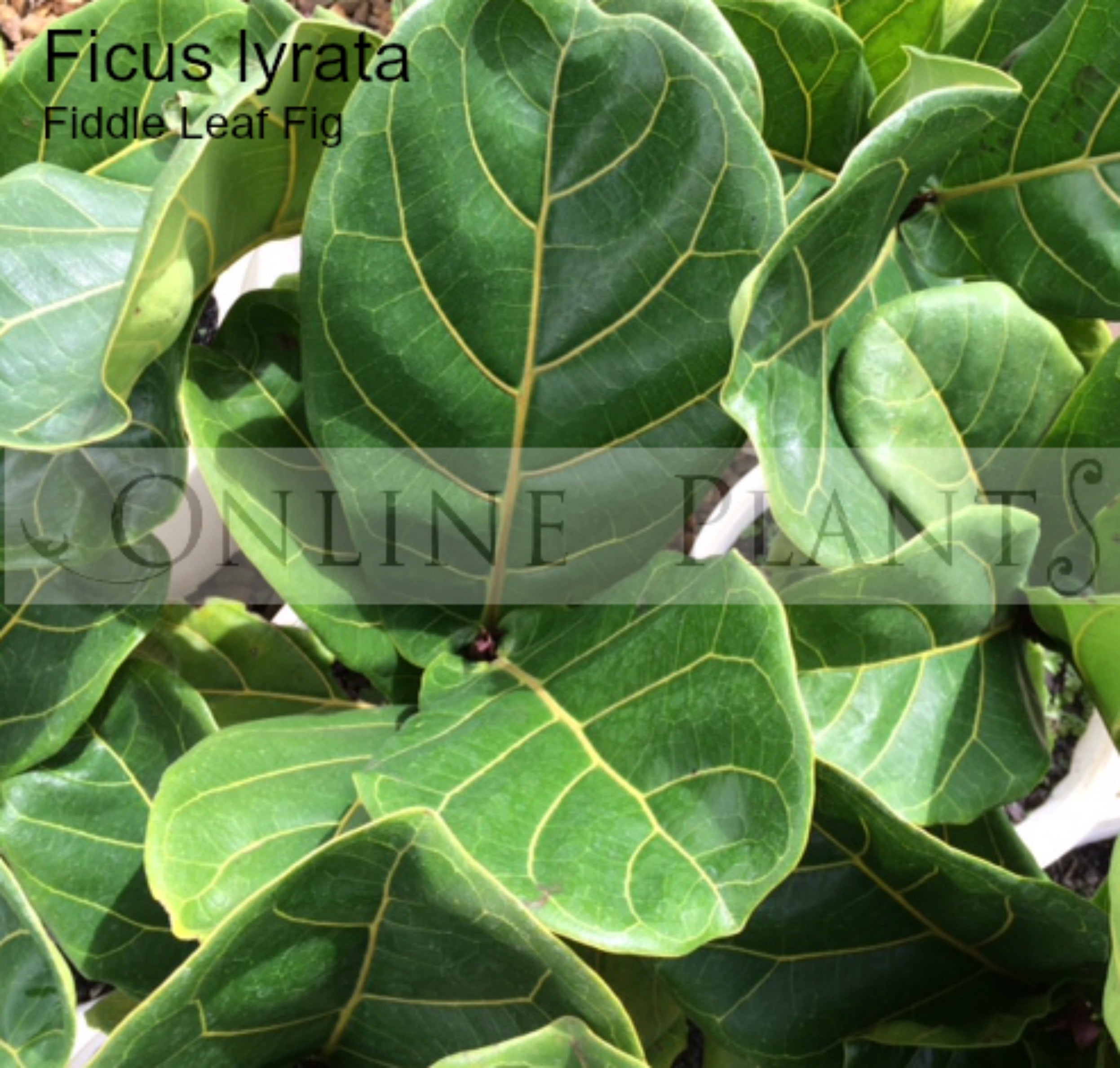 fiddle leaf fig melbourne Ficus Lyrata Fiddle Leaf Fig for Sale