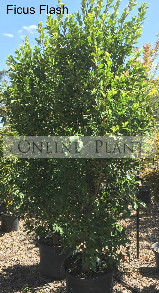 Ficus Hillii Flash for Sale - Online Plants Australia