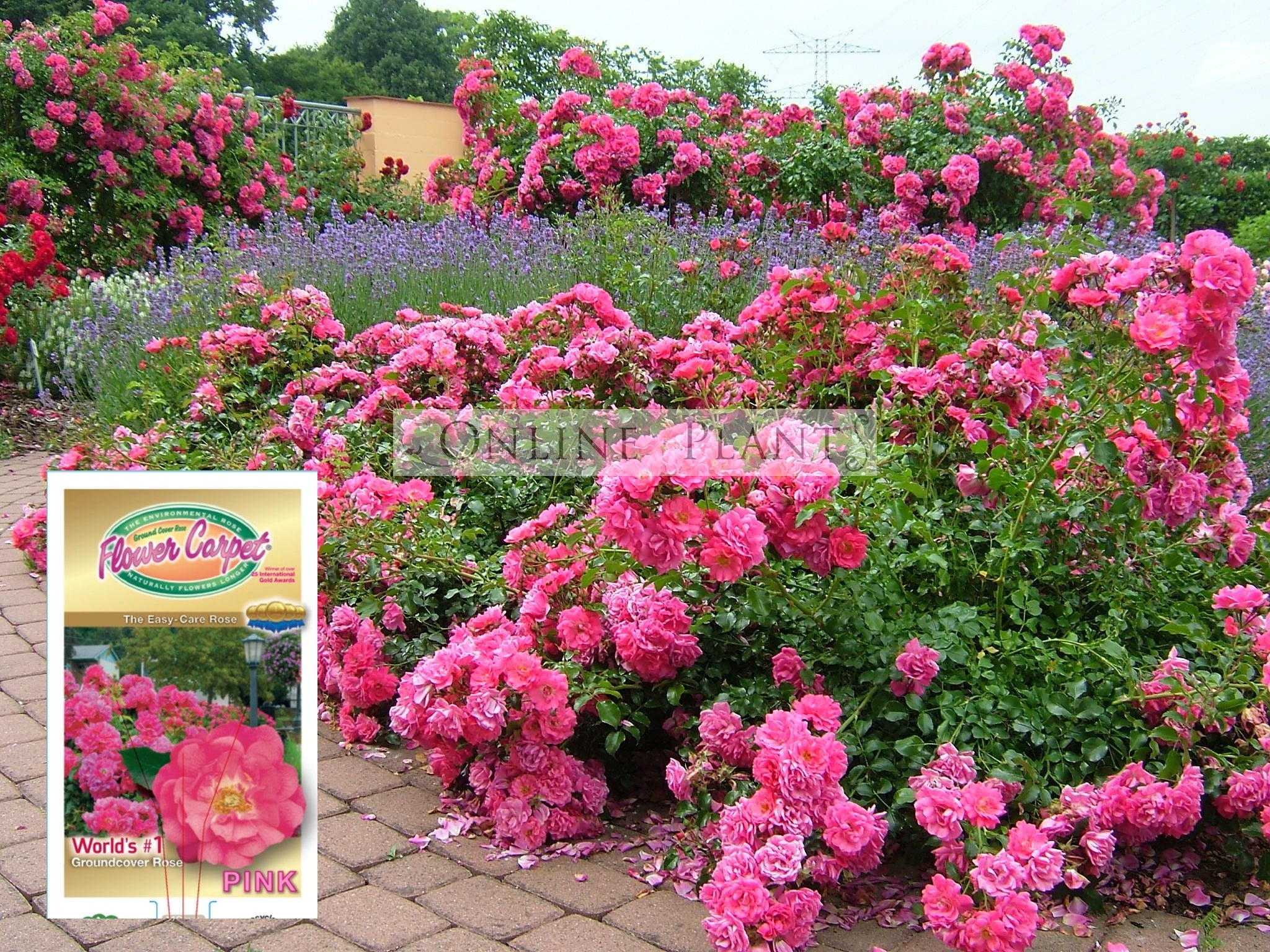 Flower Carpet Rose Pink for Sale - Online Plants Australia