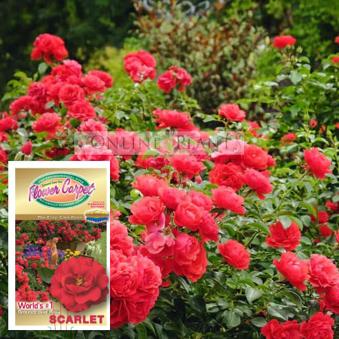 Flower Carpet Rose Scarlet for Sale - Online Plants Australia
