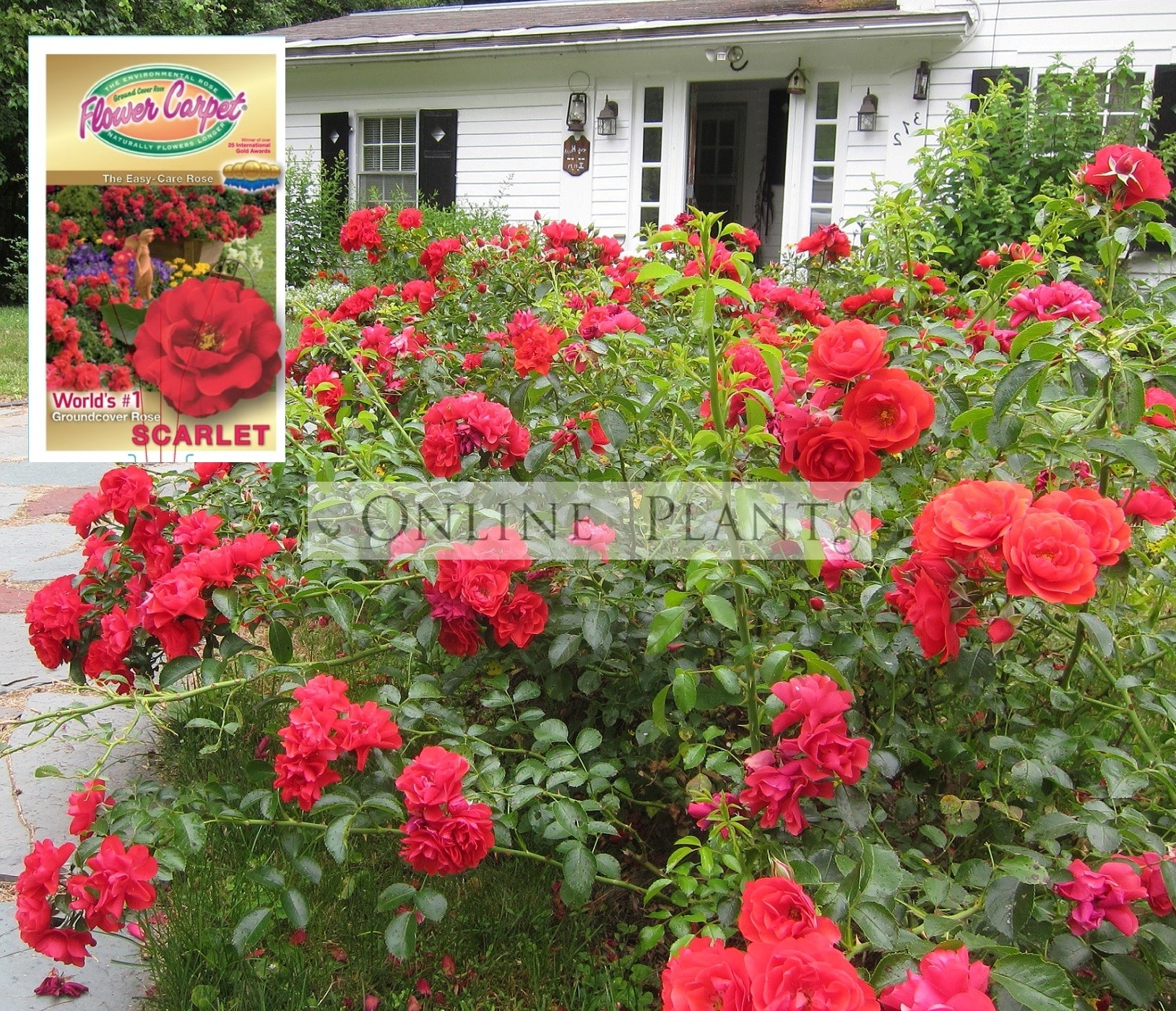 Carpert Roses Flower Carpet Rose Scarlet for Sale - Online Plants Australia