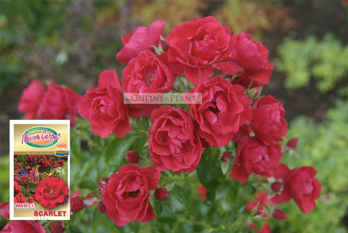 Flower Carpet Rose Scarlet for Sale - Online Plants Australia