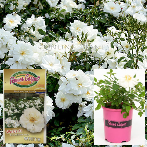 Flower Carpet Rose For Sale Online Plants