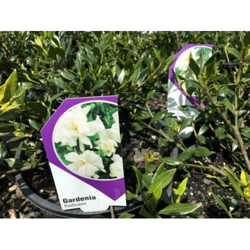 Gardenia Radicans Online Plants Australia