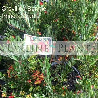 Grevillea Bonnie Prince Charles