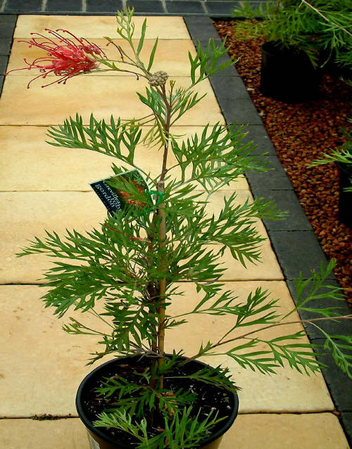 Grevillea Robyn Gordon | Online Plants Melbourne, Australia