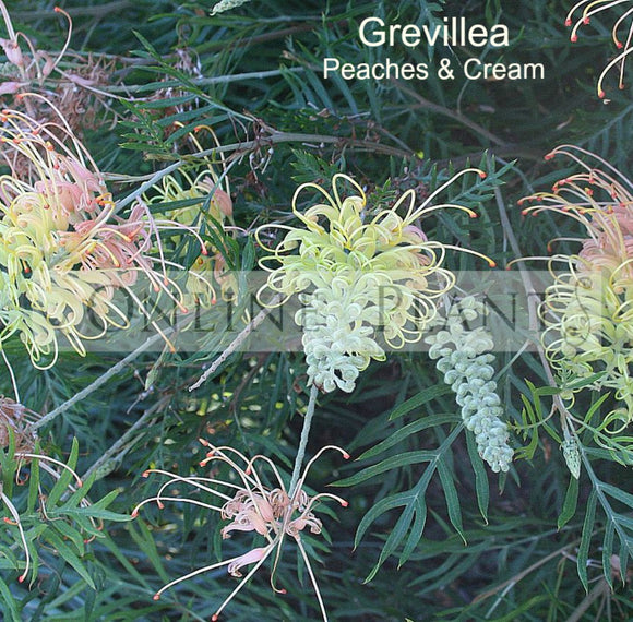 Grevillea 'Peaches and Cream' for Sale Online Plants Australia
