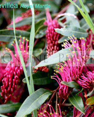Australian Plants Online, Plant Nursery Melbourne - Online Plants