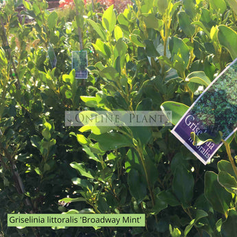 Griselinia littoralis 'Broadway Mint'