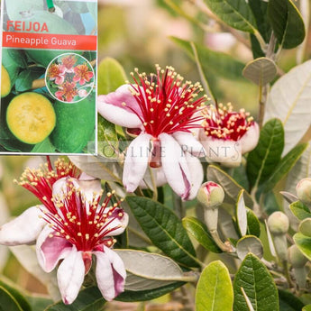 Guava Feijoa sellowiana Espaliers