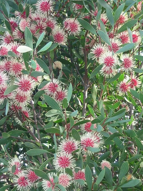 Hakea Laurina Pin Cushion for Sale | Online Plants Melbourne