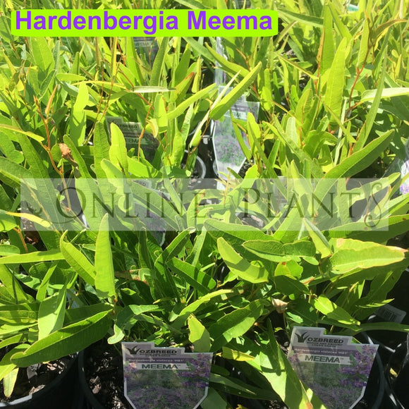 Hardenbergia Meema for sale | Online Plants Australia
