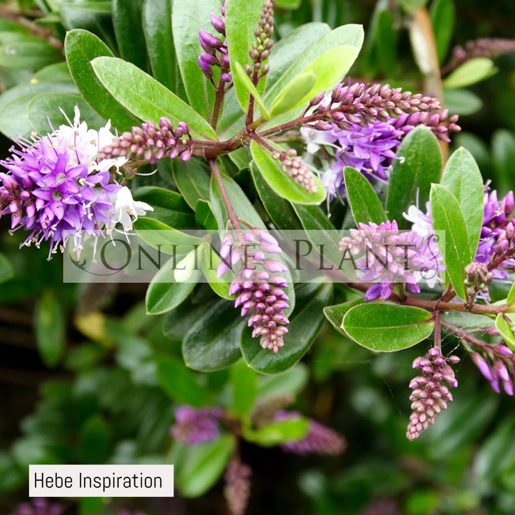 Ax Flower Hebe Inspiration | Online Plants Melbourne, Australia
