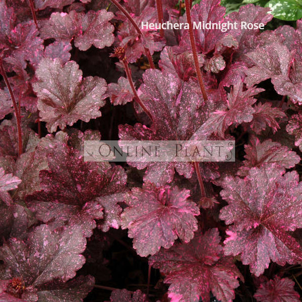 Heuchera Plants Melbourne | Colourful Foliage for Shade & Pots