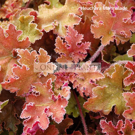 Heuchera Plants Melbourne | Colourful Foliage for Shade & Pots