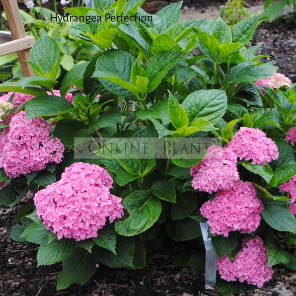 Hydrangea Plants for Sale, Online Plants Melbourne Australia