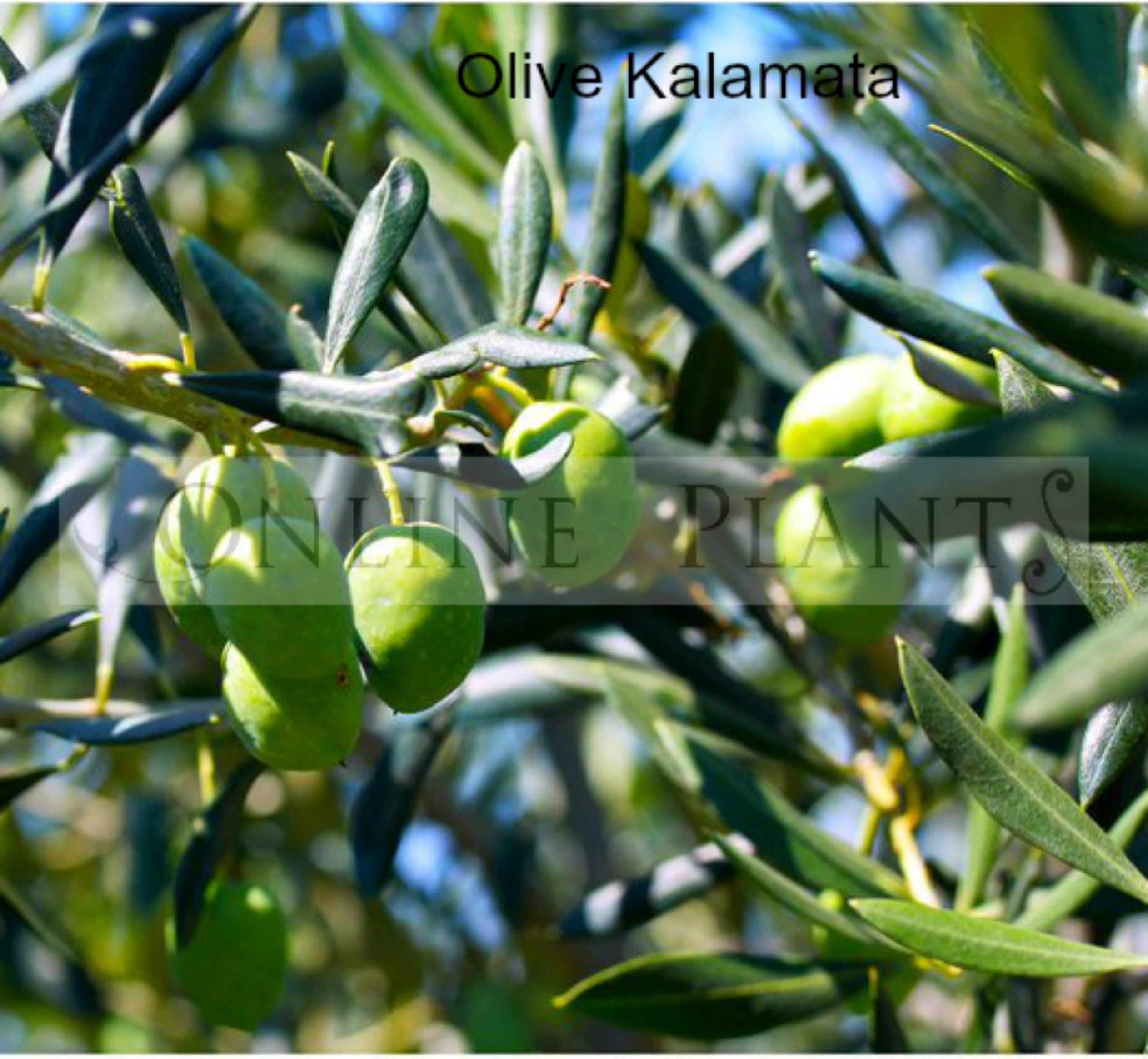 Olive Trees For Sale Buy Olive Tree Indoor olive-trees-for-sale-buy-olive-tree-indoor