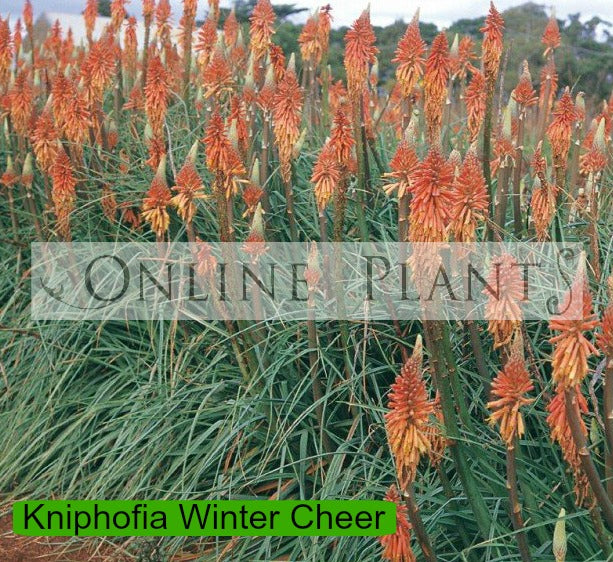 Cheer Plant Kniphofia Winter Cheer for Sale - Online Plants Australia