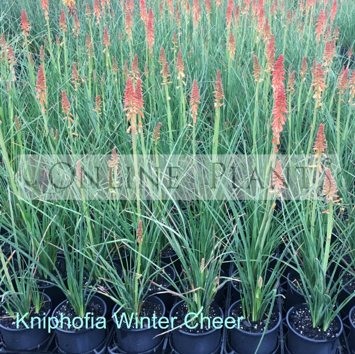 Cheer Plant Kniphofia Winter Cheer for Sale - Online Plants Australia